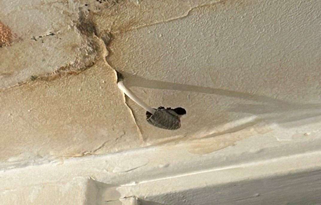 Mushroom growing from the flat’s ceiling.Picture: Anna-Maria Gereb