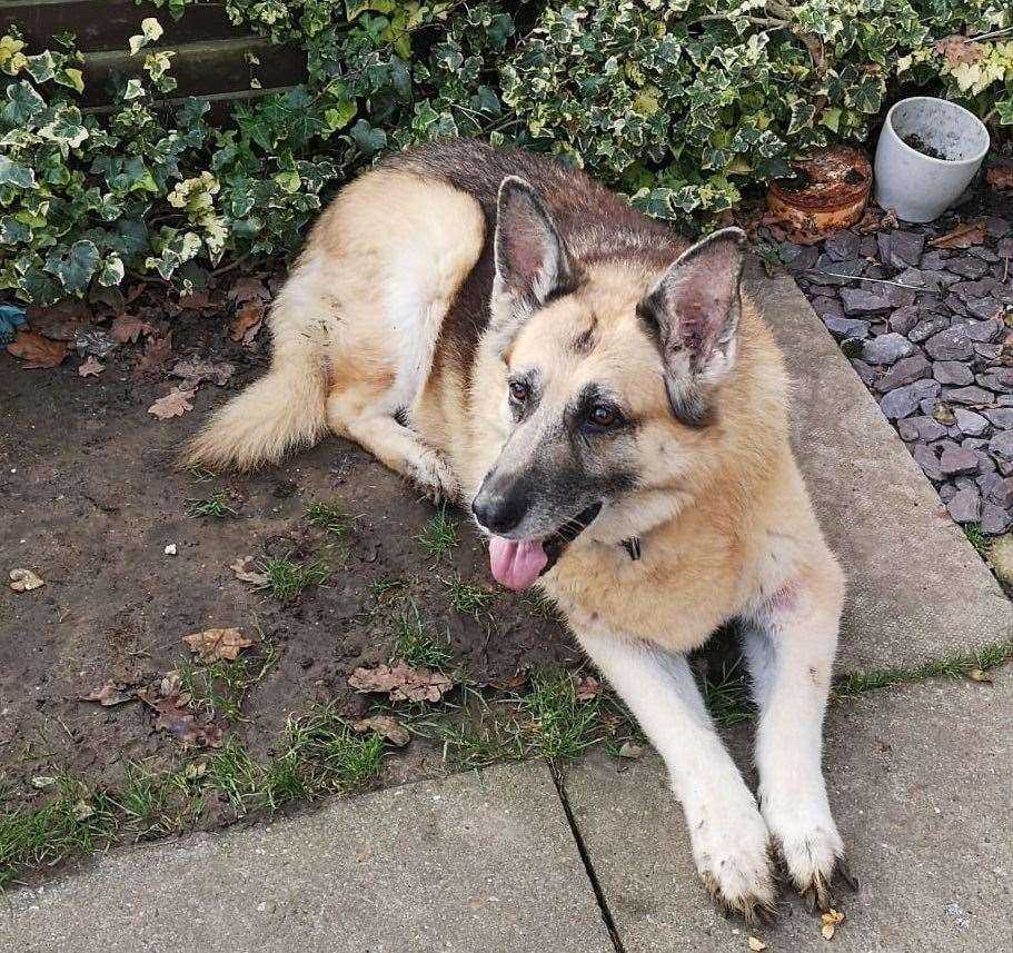 Ruby was rescued from a hole in Faversham. Picture: Kent Fire Service