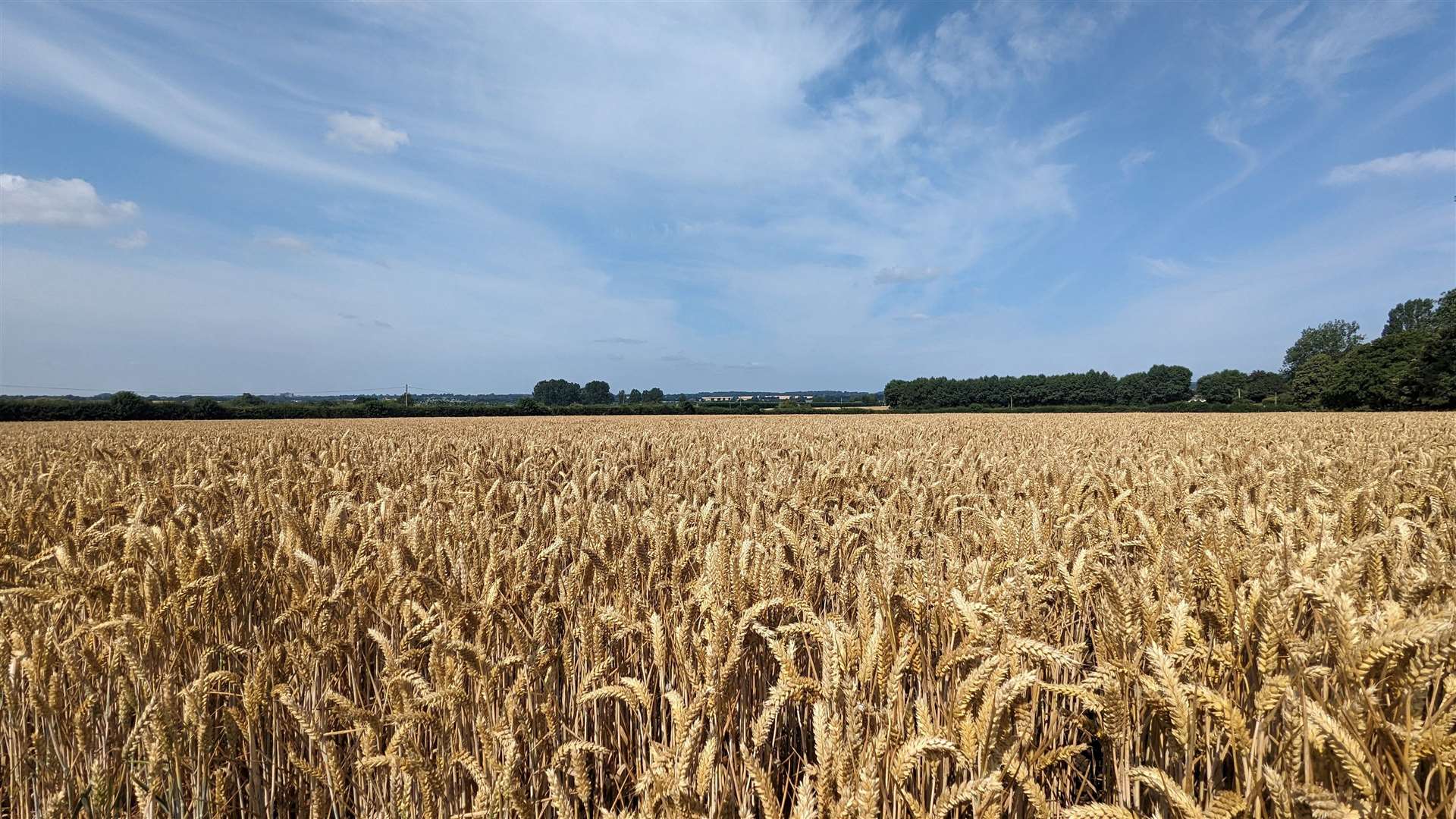 The crops in the fields provided a beautiful backdrop to the walk