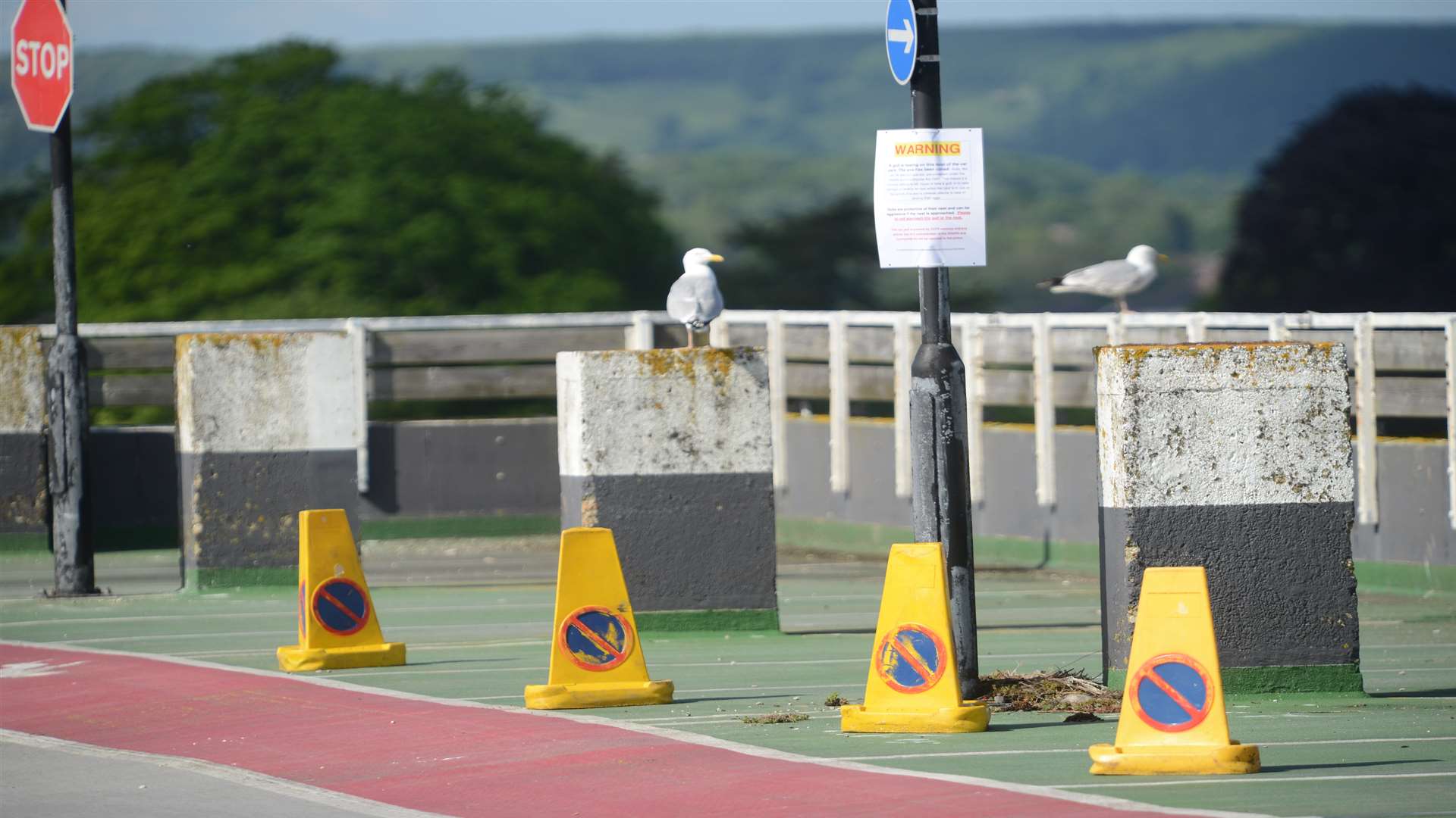 The adult herring gulls on patrol close to the nest which has been cordoned off