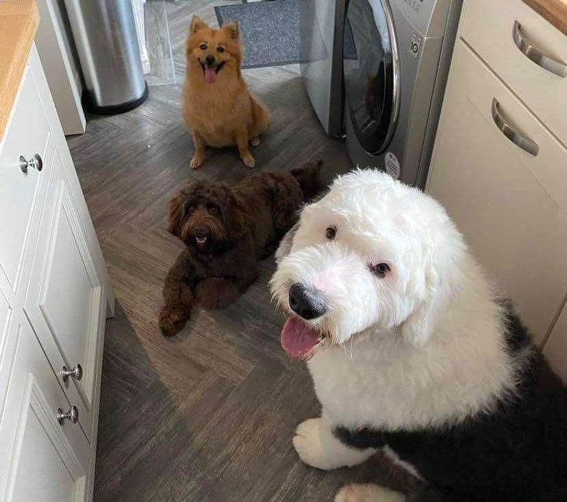 Tuck and Chewie with Doug, the Old English sheepdog who died in 2022. Picture: Katina Jarvis