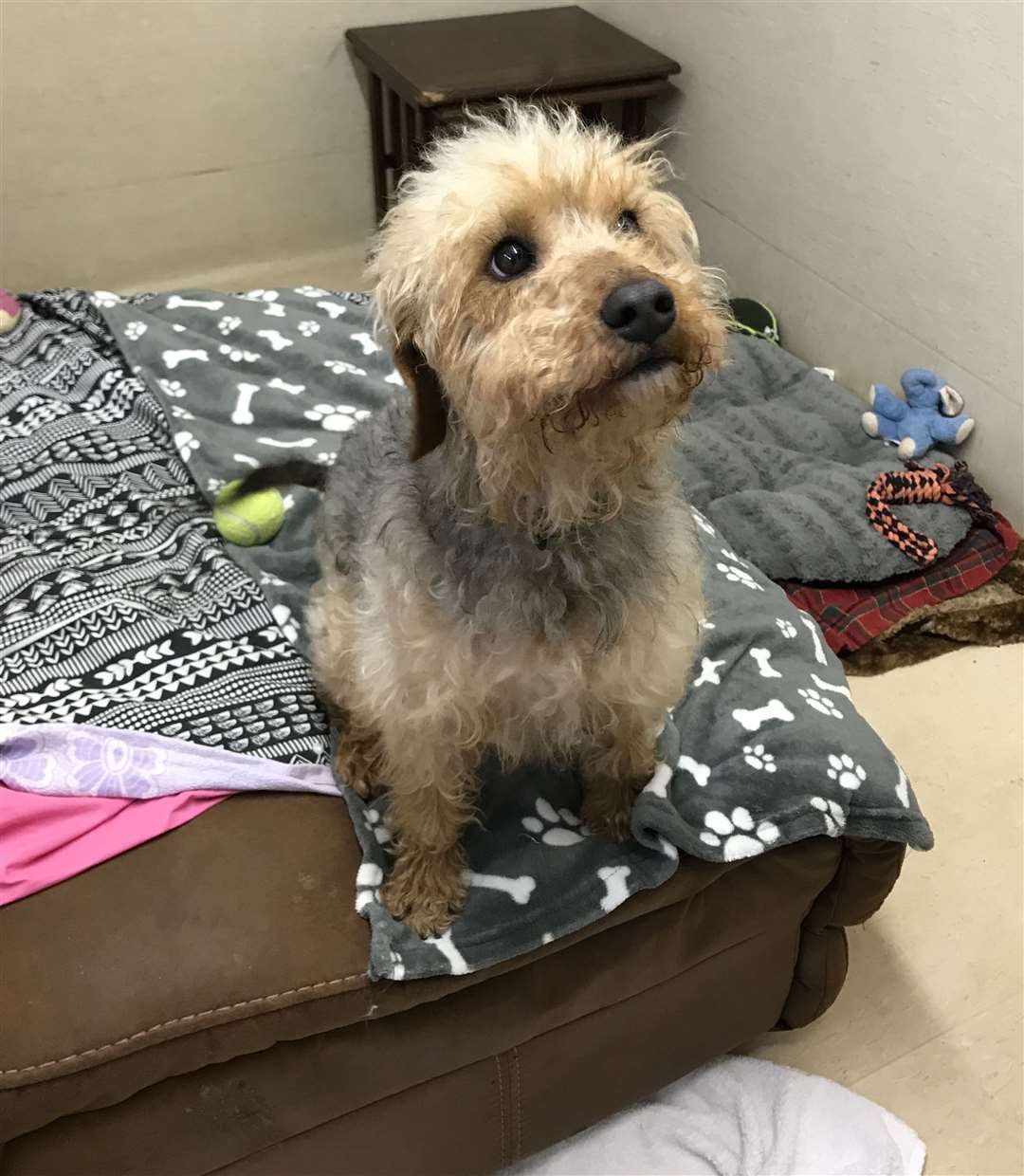 Terrier Freya is recovering with the RSPCA after being flung from a truck going 50mph in Yalding. Picture: RSPCA