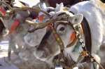 Reindeer at Lapland UK. C/o Pennington PR