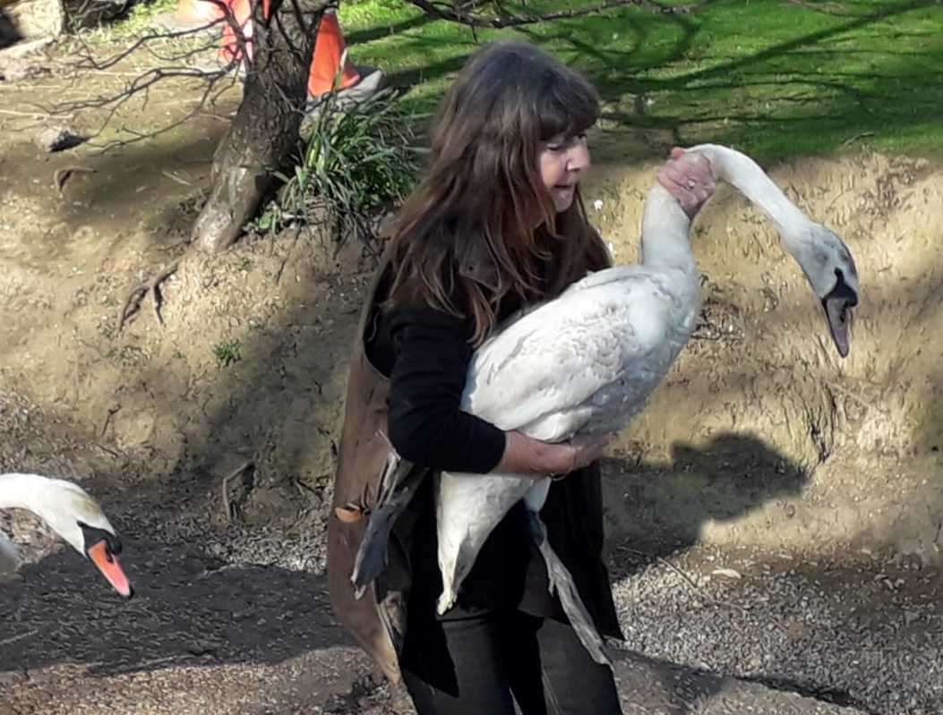 Sue Frankland-Haile helping to release the swans back into the marina. Picture: Ian Wilson