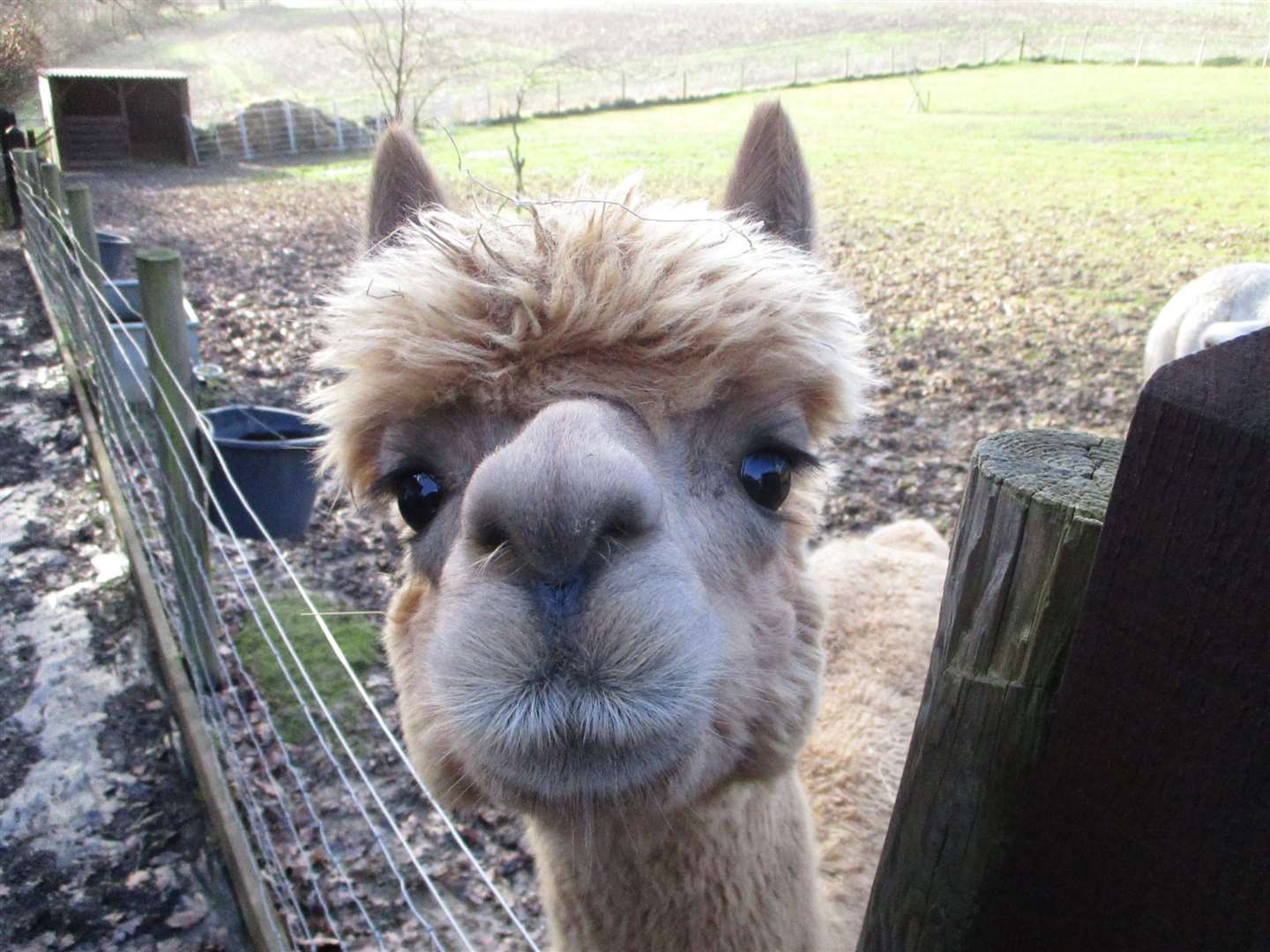 The alpacas like to 'bong' around the paddock at dusk chasing each other