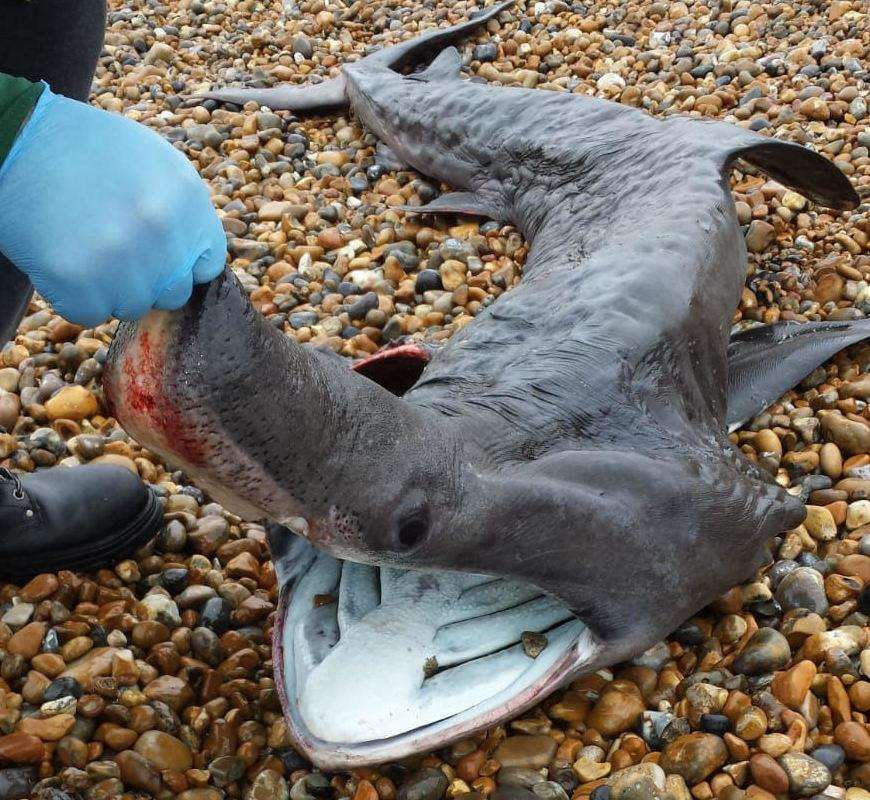 The gaping mouth of the shark.Picture: Paul Shadbolt