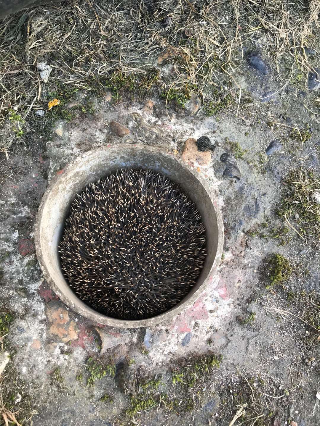 A large hedgehog got itself stuck in a pipe on Sheppey. Picture: RSPCA