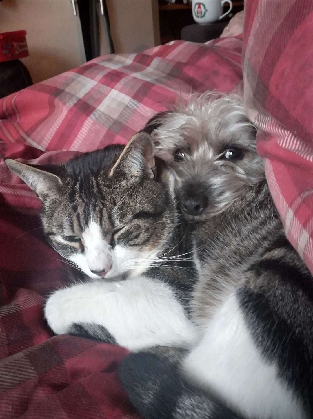 Bleach cat George cuddles up with dog Posie Katie at The Street, Boughton-under-Blean, Faversham. Picture: Danny Harris