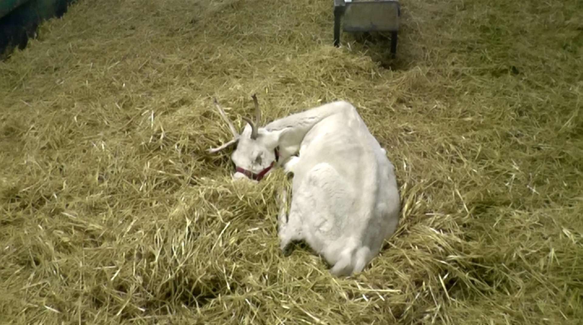 Reindeer at Kent Reindeer Centre, as seen in undercover footage captured by Animal Aid at UK farms. Picture: SWNS