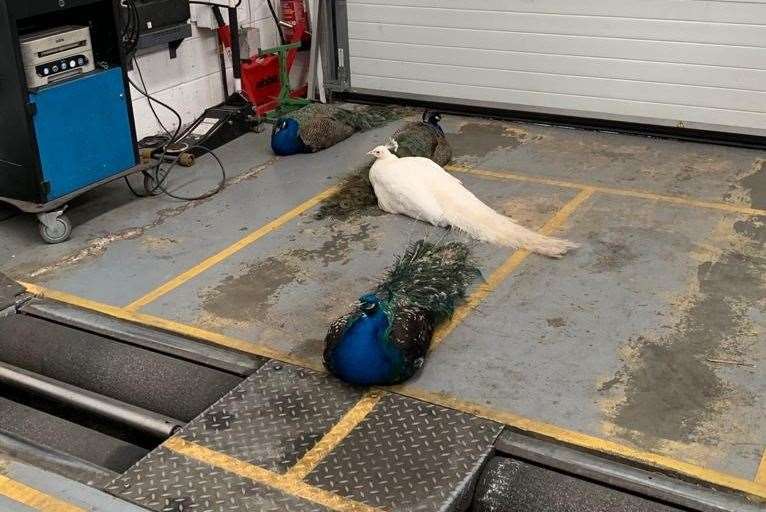 The birds worked out the cool concrete floor was ideal for some time out