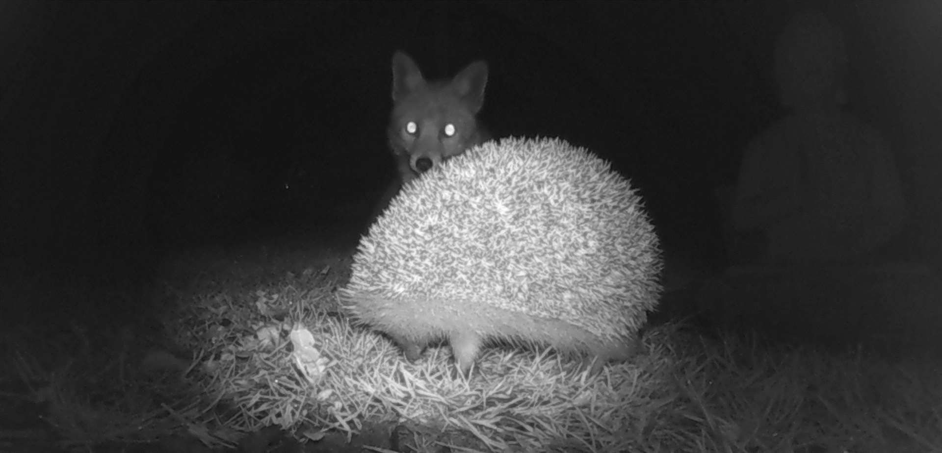 Alison Barnatt from Allington in Maidstone took this picture with her wildlife camera in her garden during lockdown