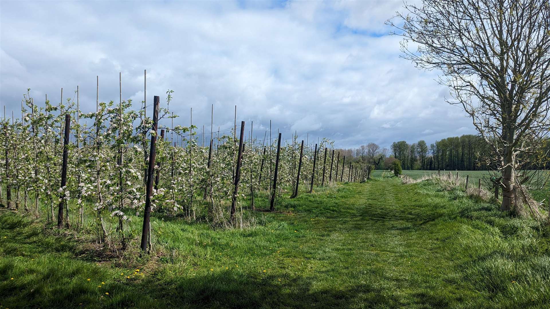 The countryside coming to life in spring time