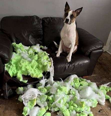 Susie Roffey introduces us to Ghost, who likes to break stuff