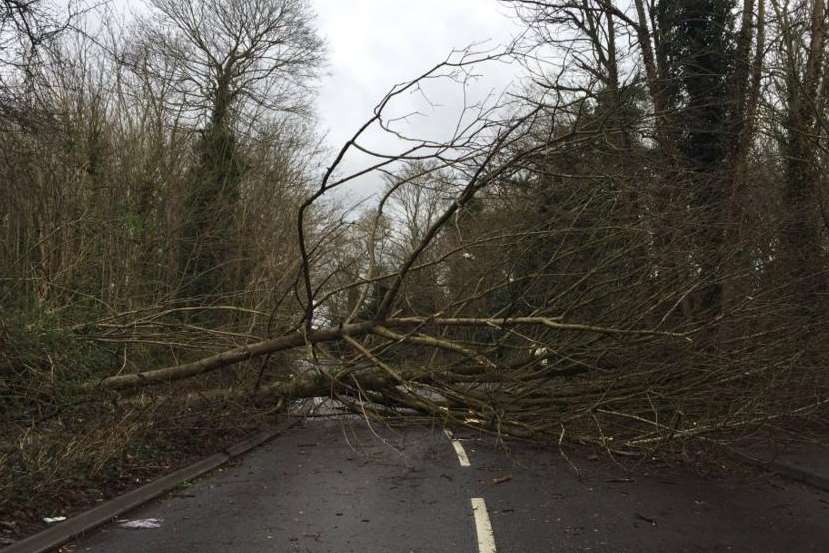 Tree down in Common Lane, Wilmington, Dartford