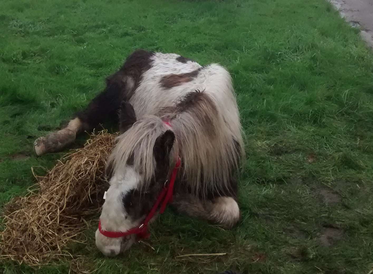 The horse was found in a bad way on the side of the road