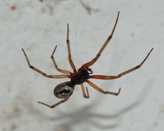 A false widow