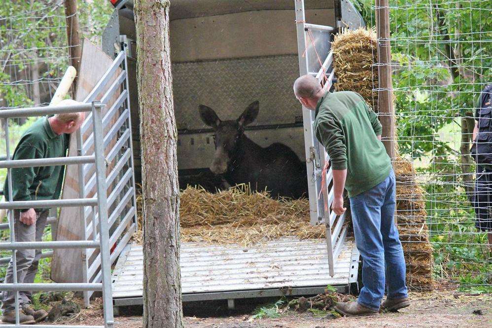 The moose is a little shy to taste freedom