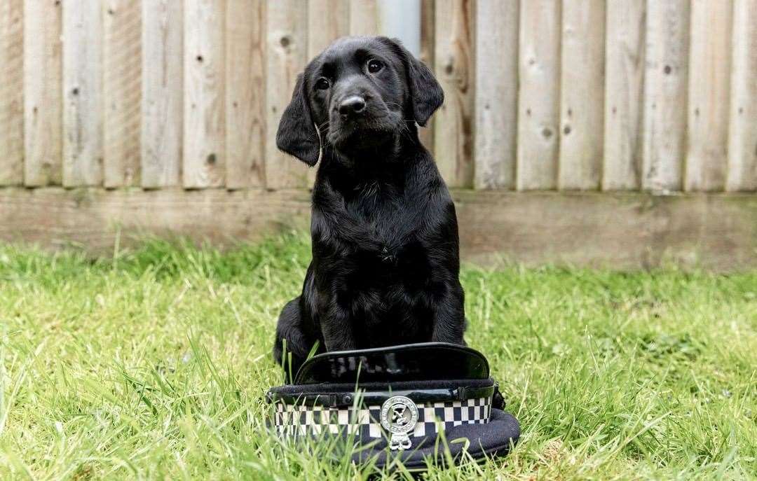 TPD Hudson. Picture: kentpoliceuk on Instagram