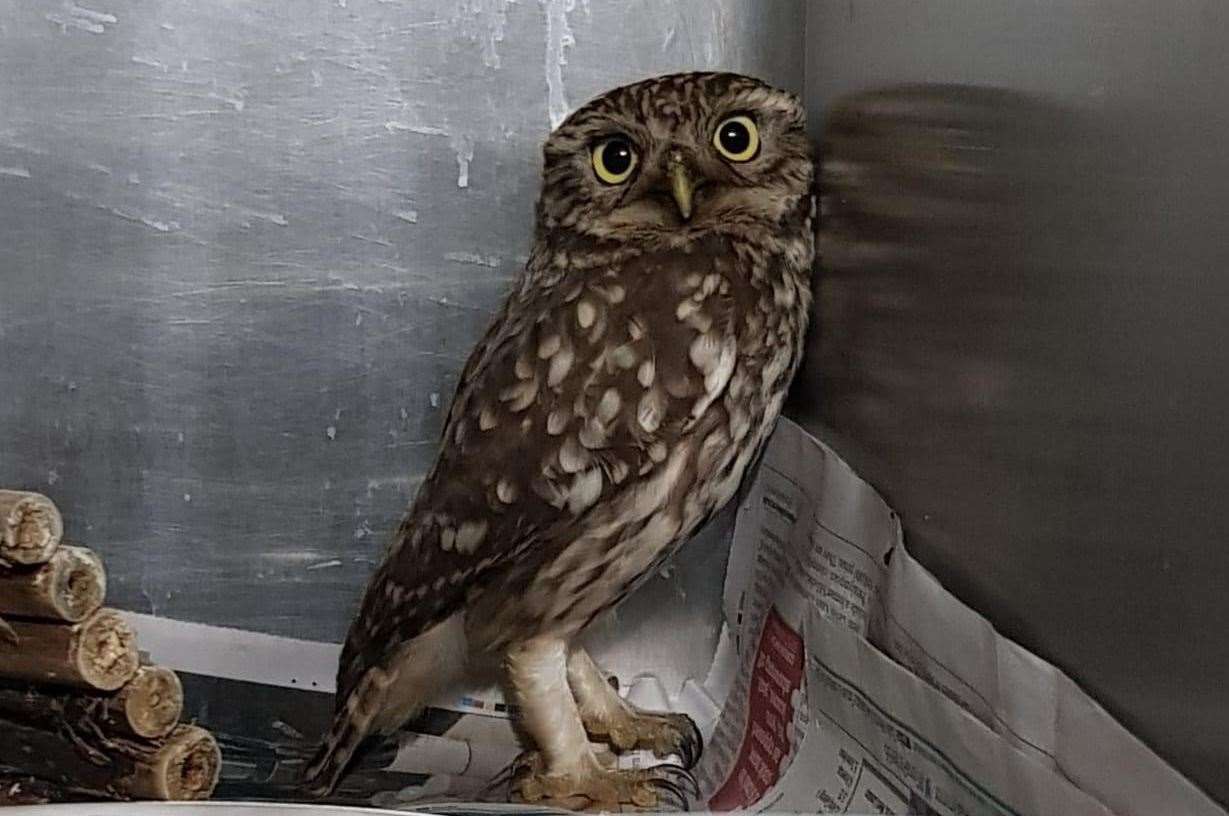 Kent Wildlife Rescue saved a Little Owl who had fallen into a lit fire in Upchurch, Sittingbourne