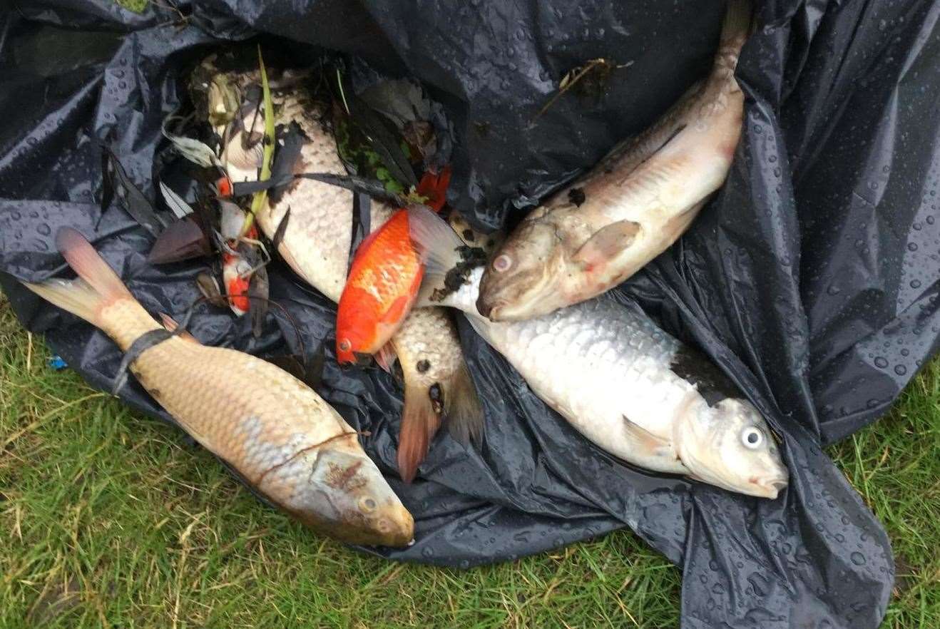 It is believed in the region of 30 fish have died at Holborough Lake in the Poynder Road pond. Picture: Brad Voak