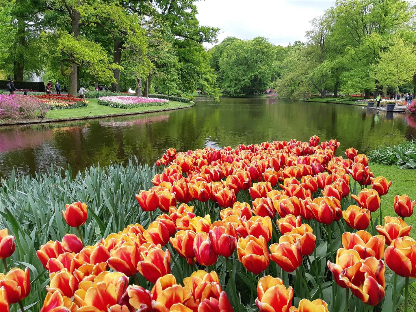 Keukenhof in Amsterdam (12428991)