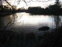 Dead foal in River Beult