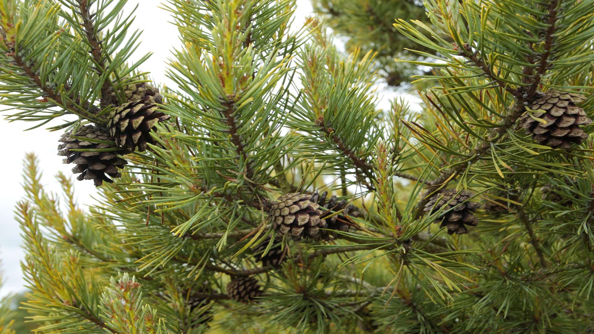 More than 100 trees were stolen. Stock picture