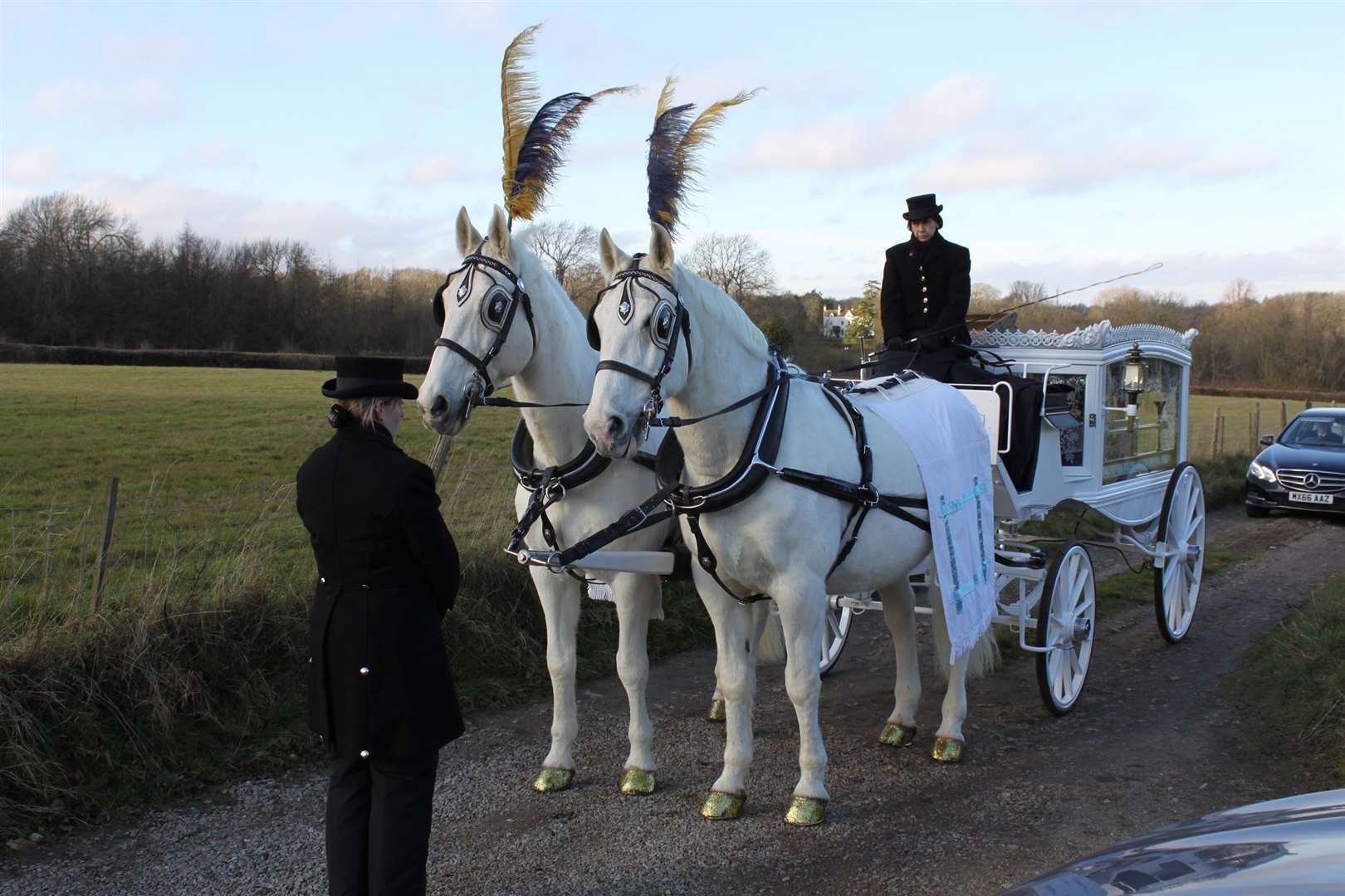 White horses donned blue and yellow feathers