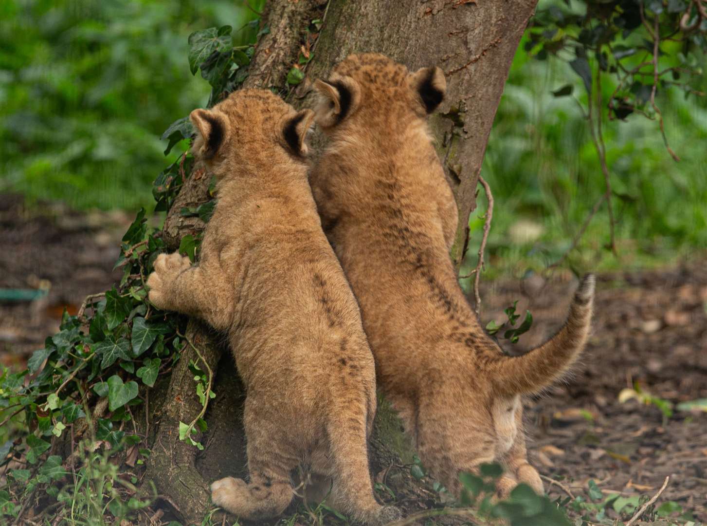 Little cuties! Photo: David Rolfe