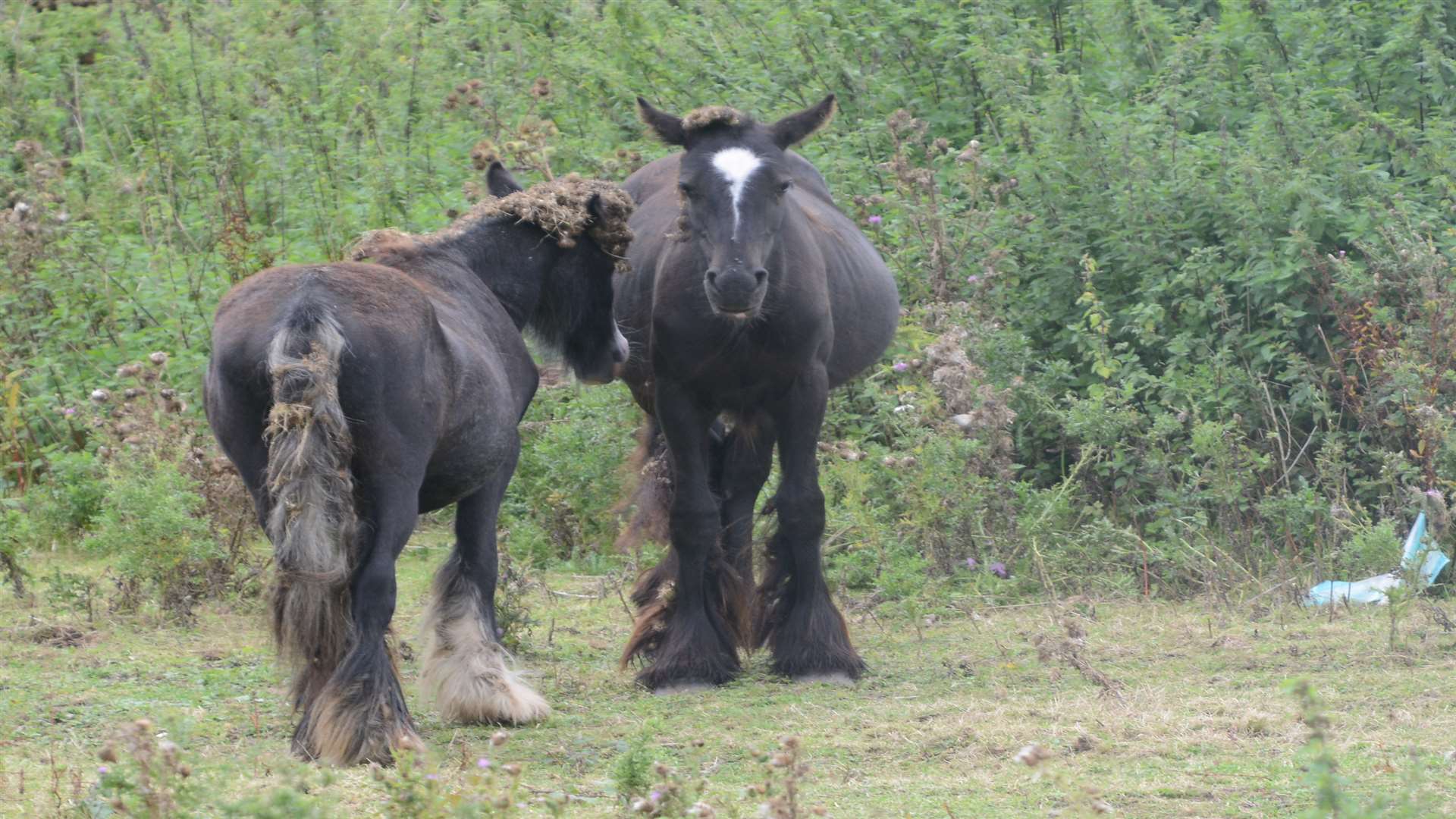 Horses. Stock image