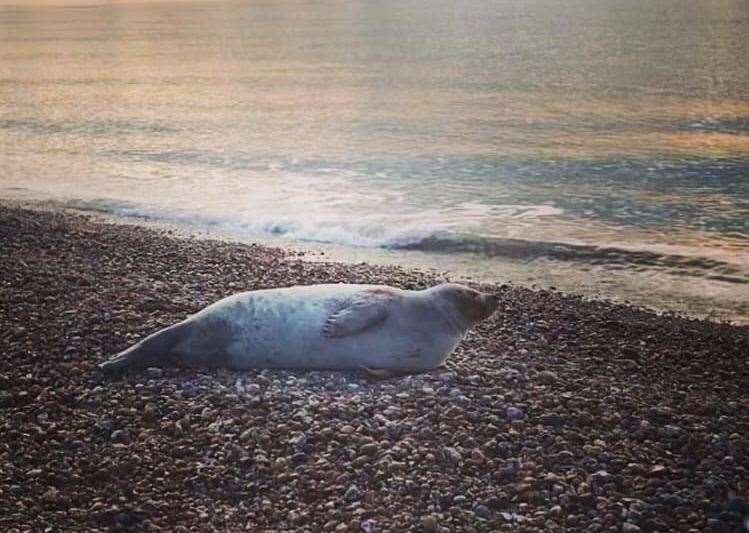 The common seal, an adult, is 4ft long and too big to move tonight. Picture: RSPCA