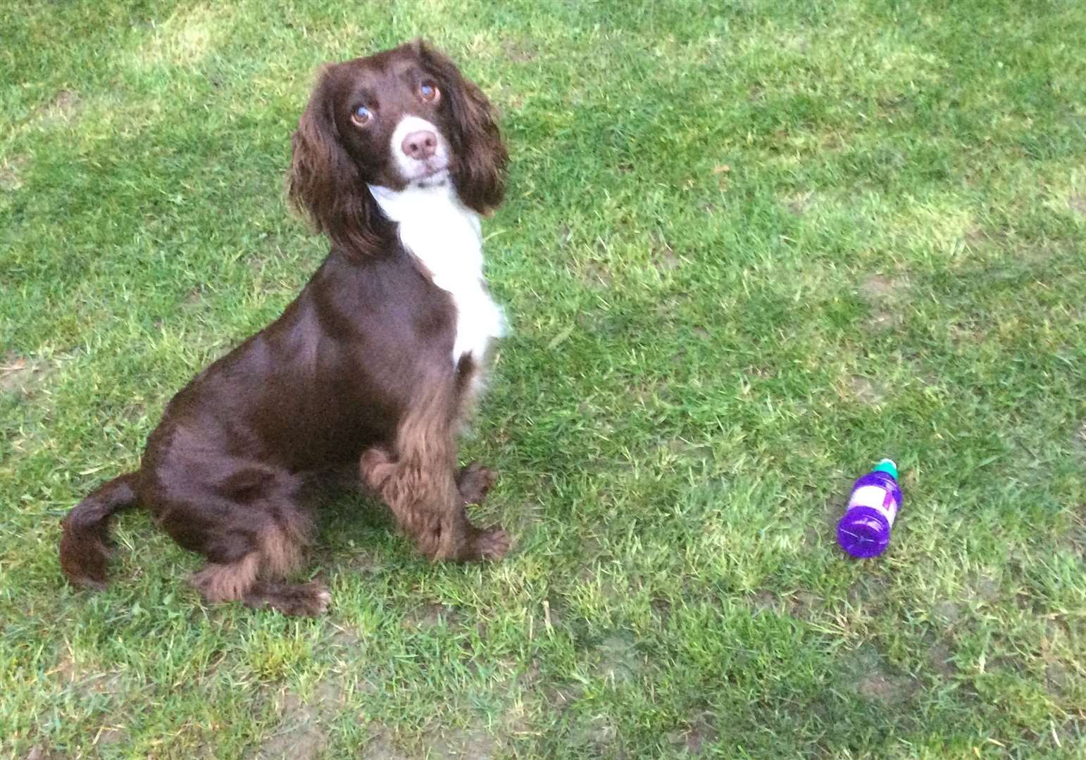 Lulu is a two-year-old sprocker spaniel