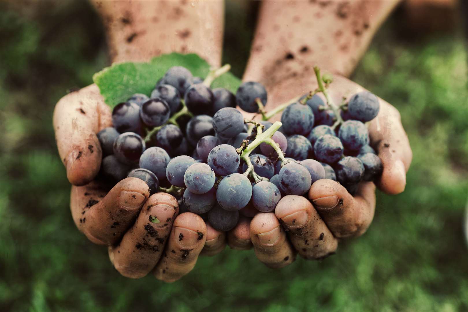 The winemaker says the hot and dry weather could lead to better wines. Stock picture