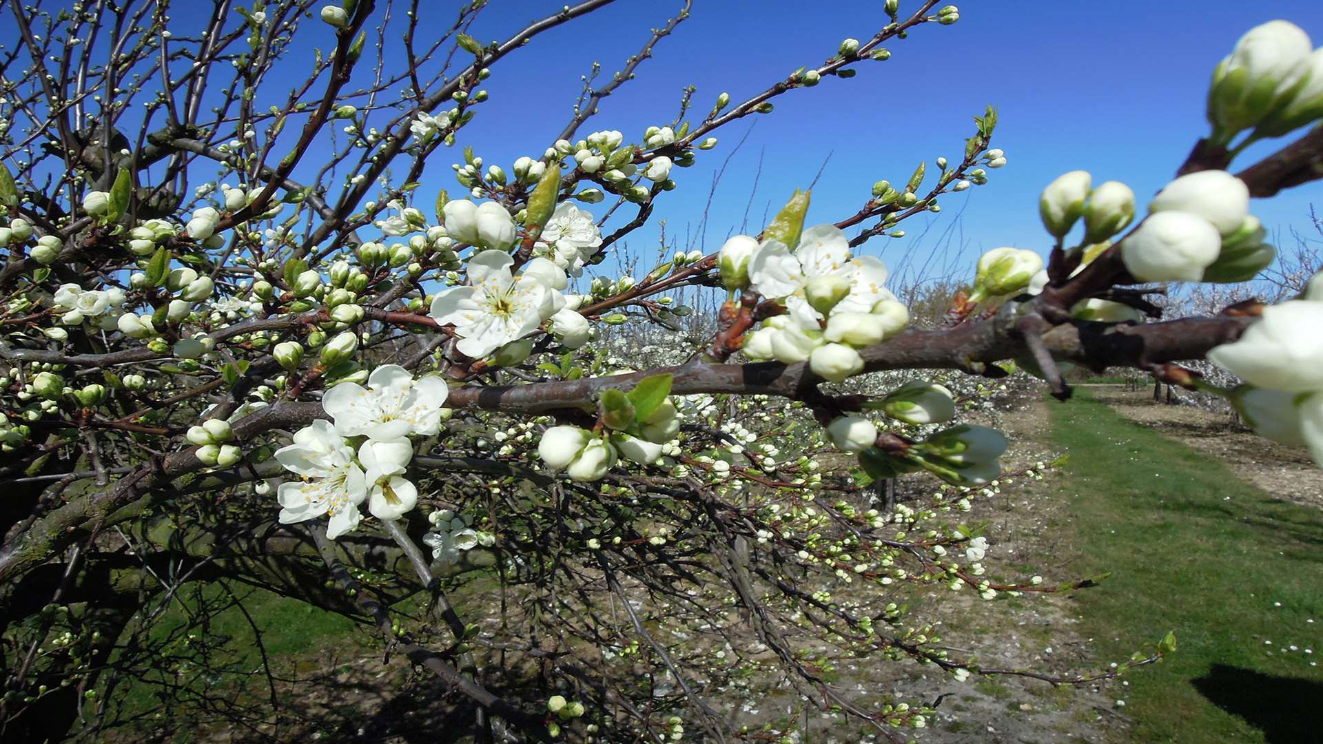 The beautiful blossoms at Brogdale herald the arrival of spring