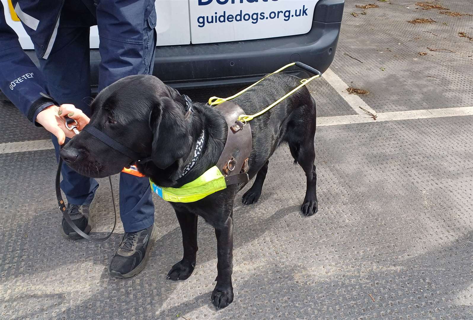 Prince ready to go for a training session in Maidstone Town Centre