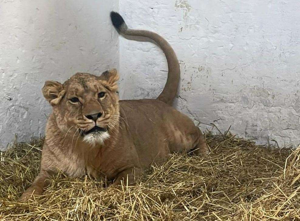 Yuna will be the first of five African lions to make the switch from Ukraine to Kent. Picture: Wild Animal Rescue/IFAW