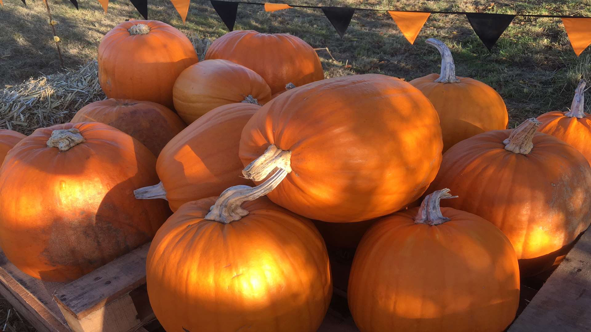 The group were heading to a Halloween party