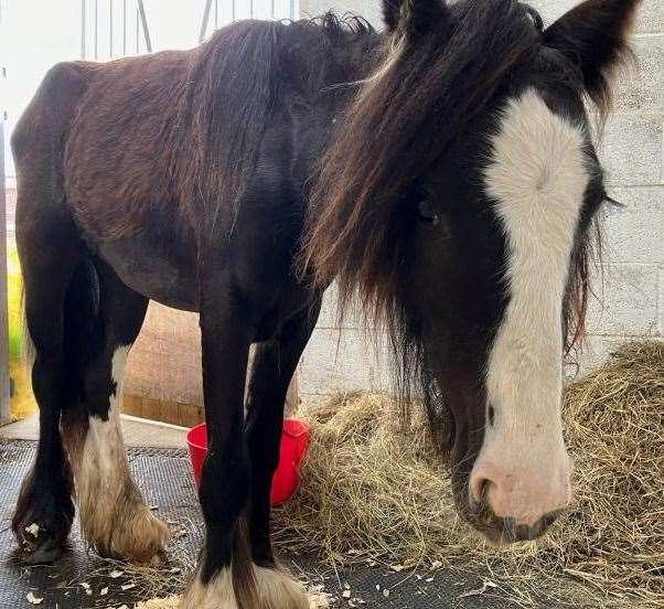 Forrest is now recovering and remains in the care of the vets. Photo: RSPCA