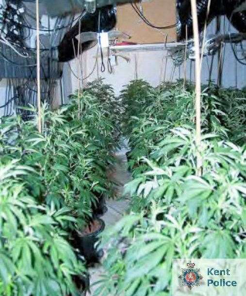 Officers broke through a locked door into the basement to find 500 cannabis plants. Picture: Kent Police