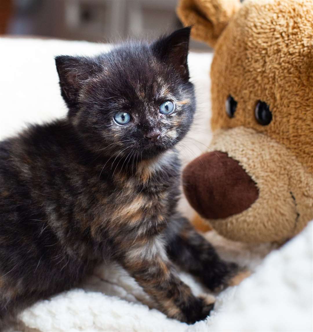 Willow the kitten was rescued from Wateringbury. Picture: RSPCA