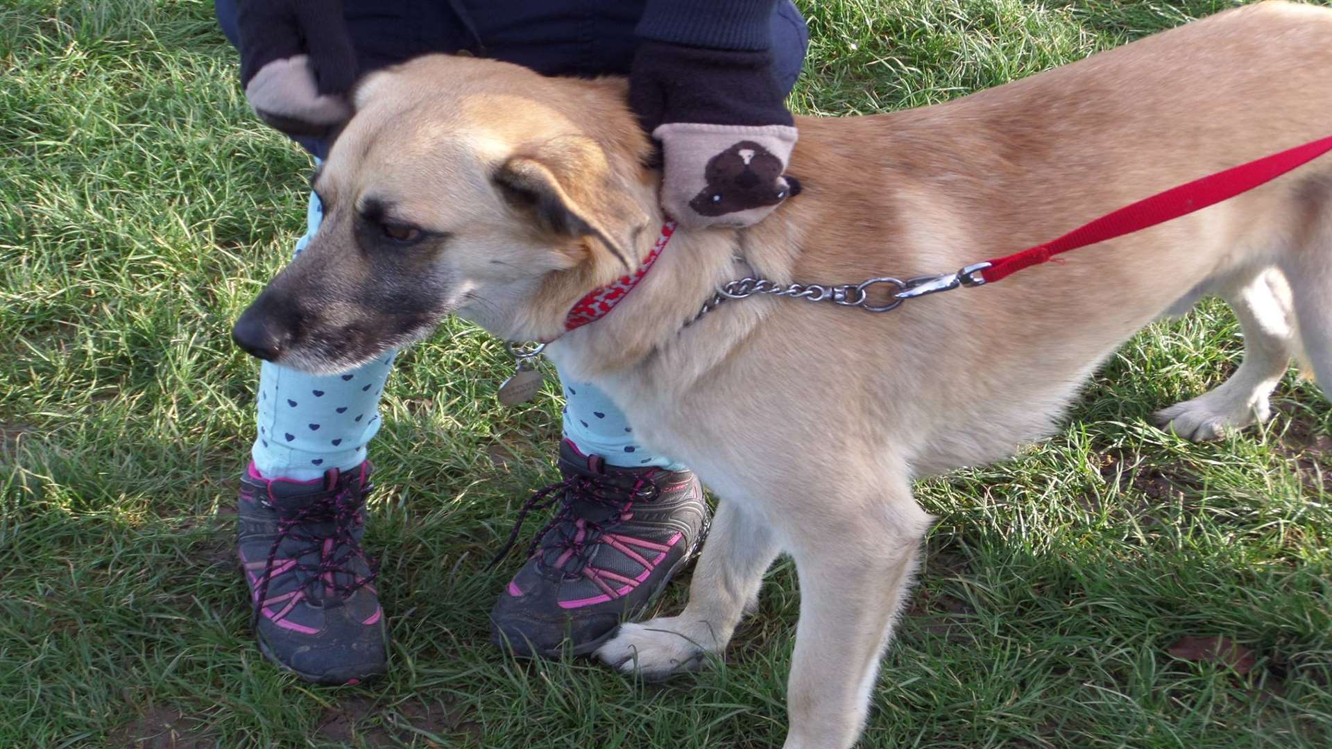 Leo is a German shepherd/collie cross