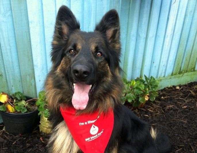 Donor dog Jack. Picture: Pet Blood Bank UK