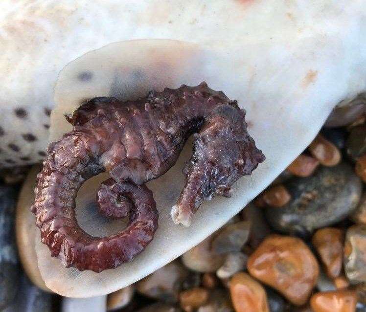 A short-snouted seahorse was found in Walmer. Picture: Jerry Styles