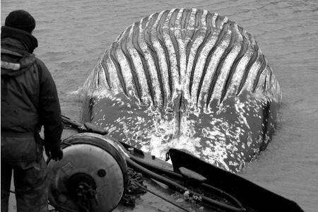 A humpback whale is found in the Thames Estuary off the Isle of Sheppey