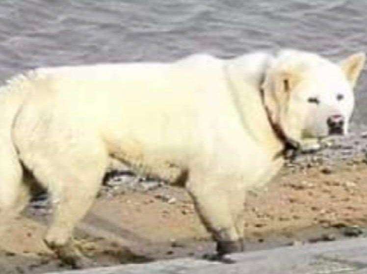 Bam roaming the water's edge at Seasalter beach, near Whitstable, on Saturday