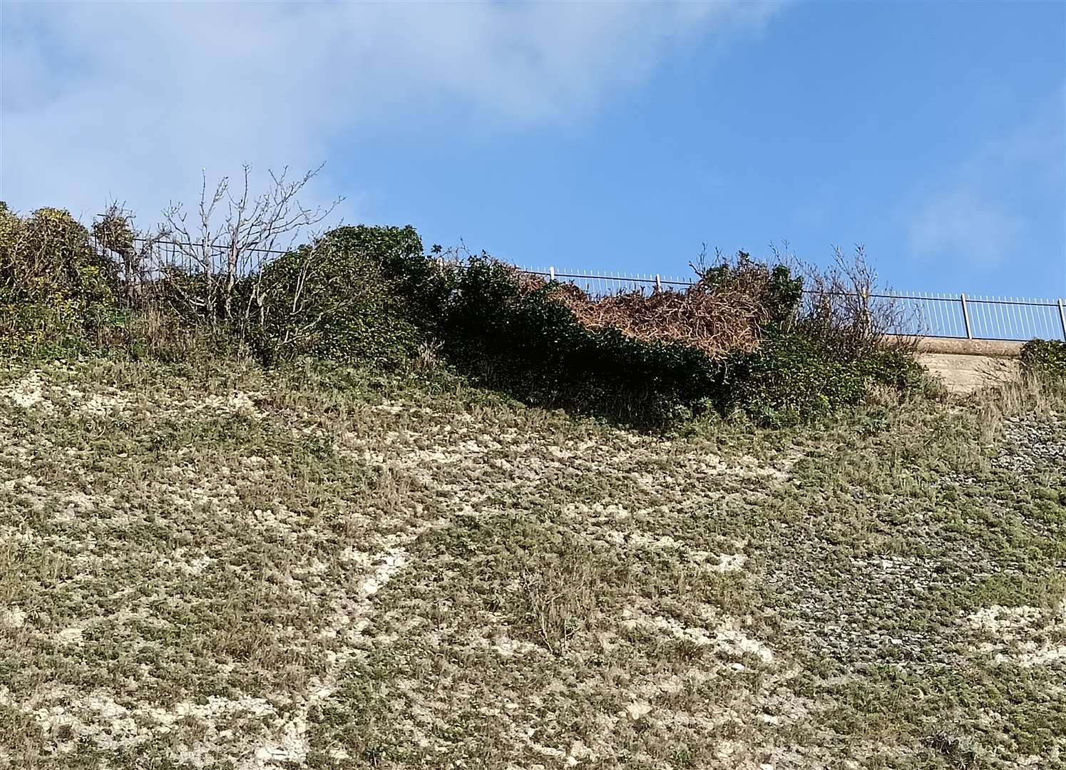 Ivy is hanging off the Ramsgate cliff precariously. Picture: Nik Mitchell