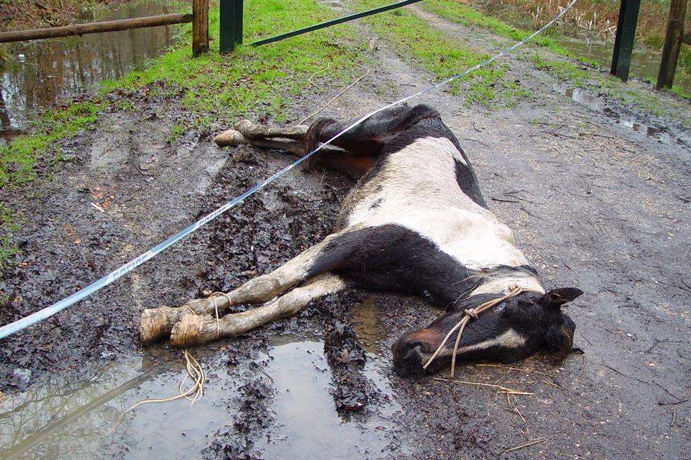 A dead horse found dumped in Orlstone Woods