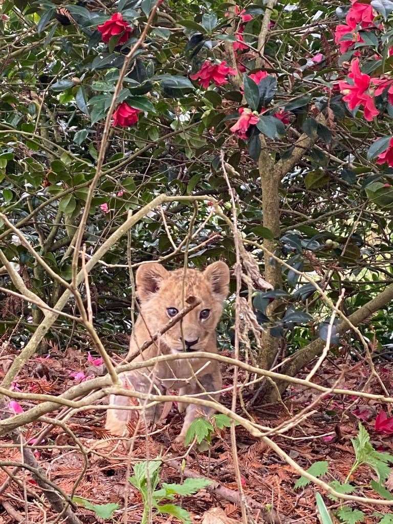 Azi, the last cub who was born at Port Lympne which is home to hundreds of animals and is one of the world's top breeding zoos for endangered animals. Picture: Port Lympne