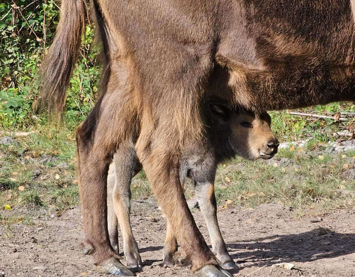 One of the two bison calves at one day old. Picture: Hannah Mackins/Kent Wildlife Trust