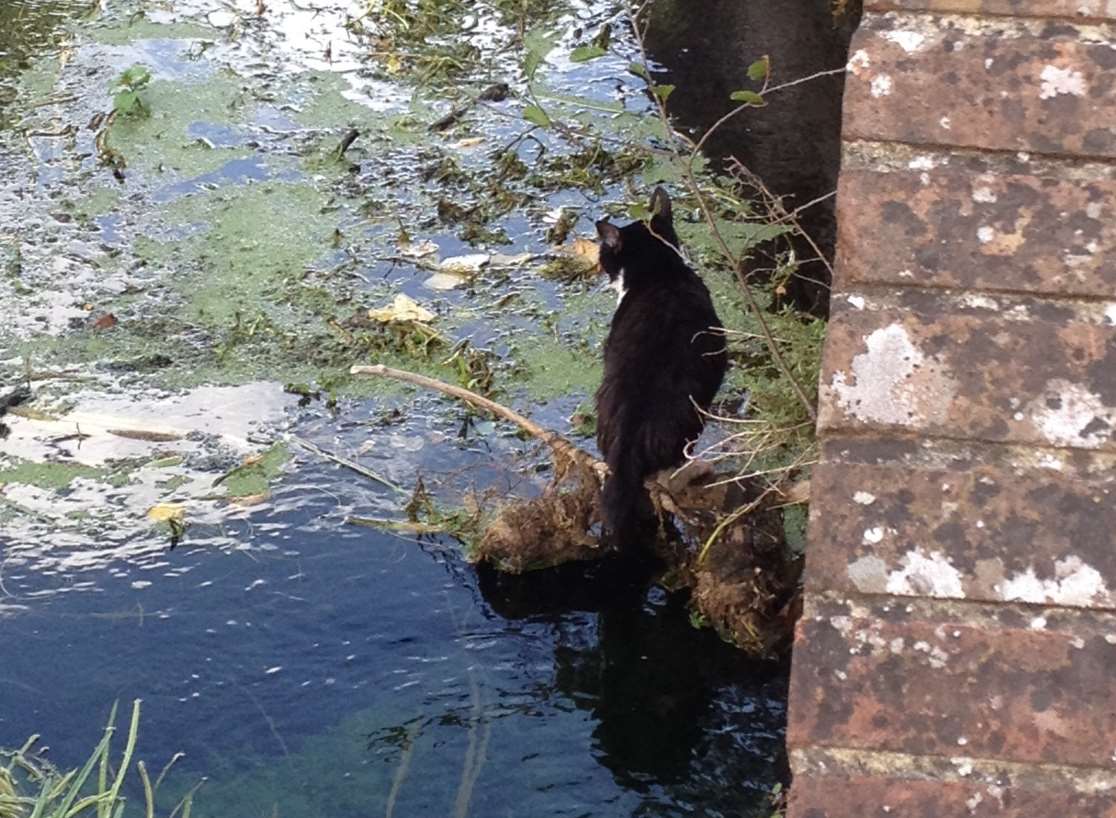 The stranded cat on the tree trunk in the Stour